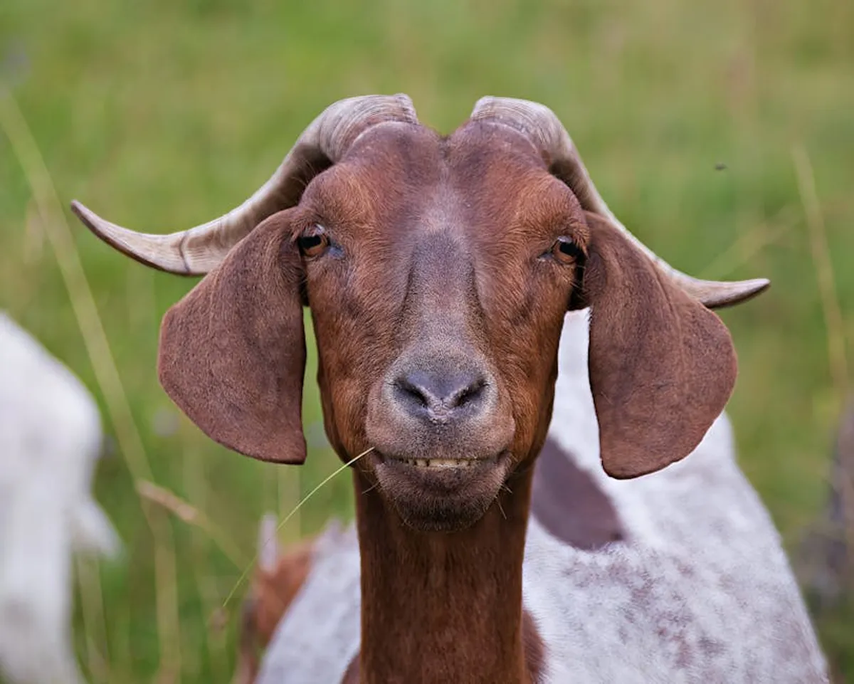 Goat puns: Meaning, Examples, Synonyms, and How to Use It
